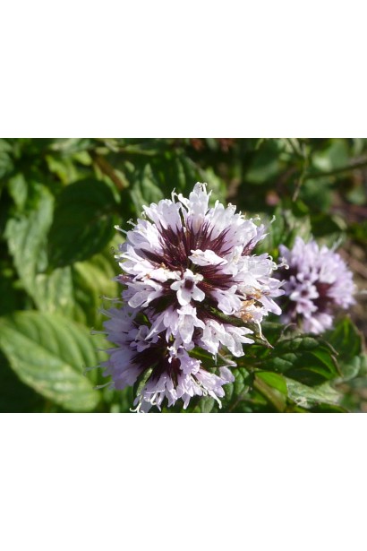 М’ята перцева Грейпфрутова квіти